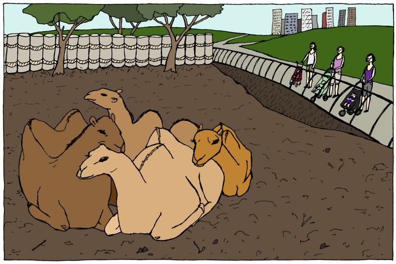 camels